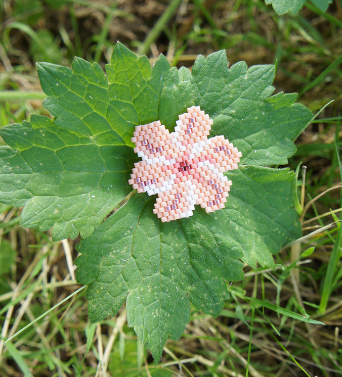 hibiscus miyuki